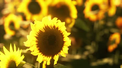 muchos girasoles grandes de color amarillo brillante en los campos de plantación al atardecer