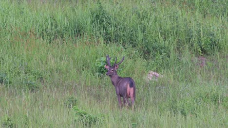 sambar deer, rusa unicolor