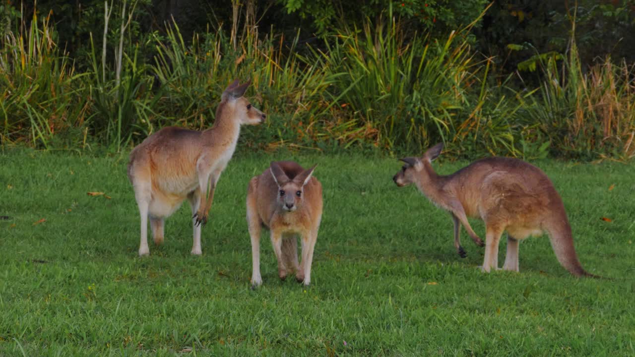 multitud de canguros grises orientales en el parque - queensland, australia - toma panorámica
