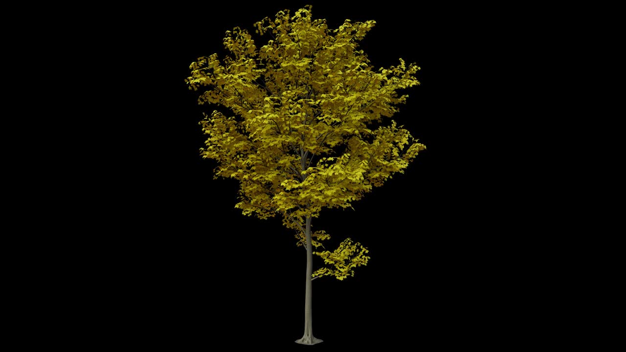 바람에 노란 메이플 나무