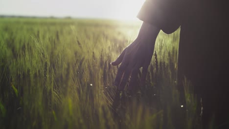 a young romantic girl in a checkered red shirt touches green sprouts of wheat with her palm and fingers at sunset.