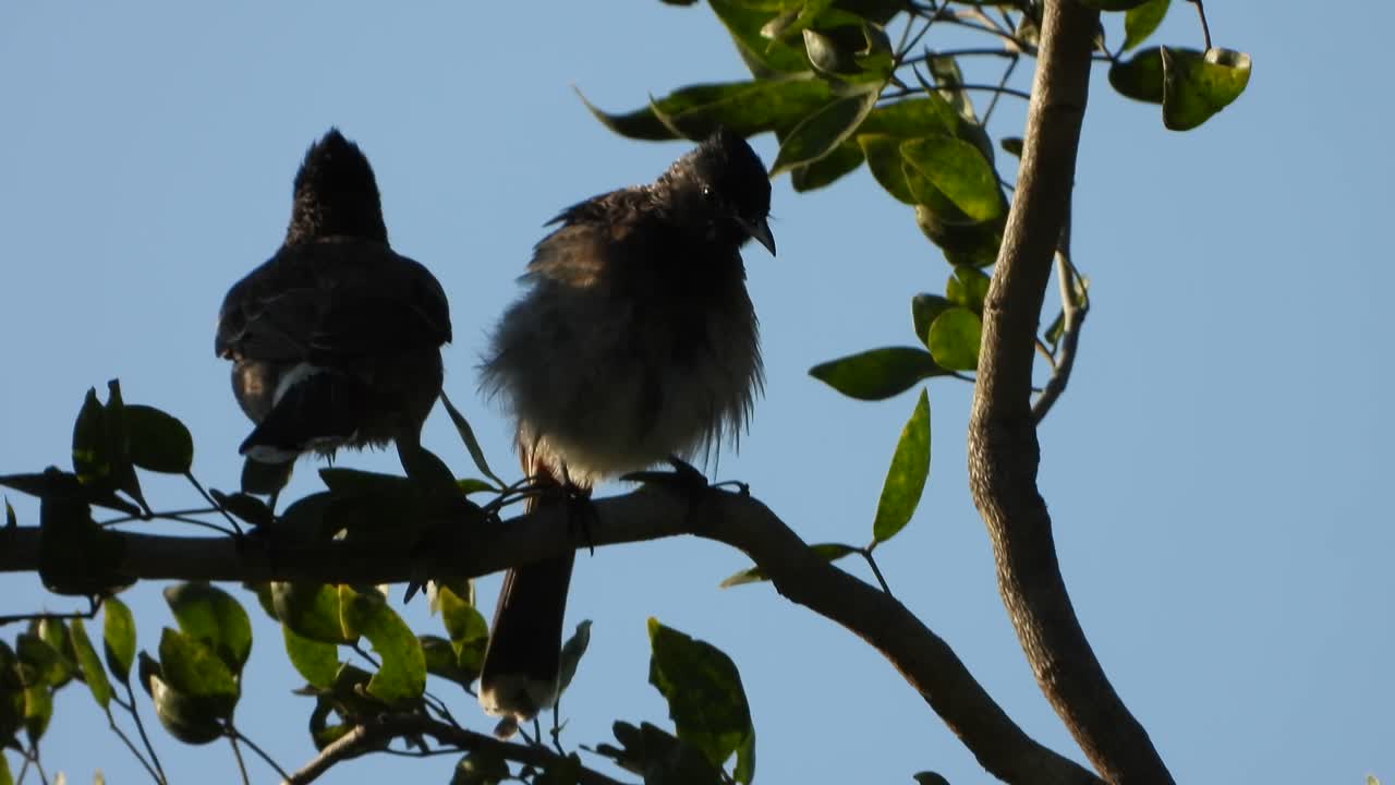 pájaros bulbul de ventilación roja en el árbol