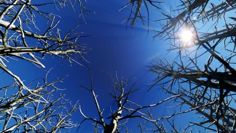 looking up through a cirlce of dead trees, timelapse clouds 4k