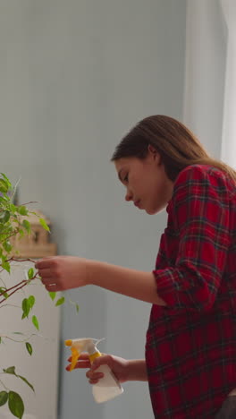 woman in red shirt washes ficus leaves spraying water from bottle in living room slow motion. taking care of exotic houseplant in domestic garden