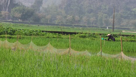 farmer tending to rice paddies in mountains