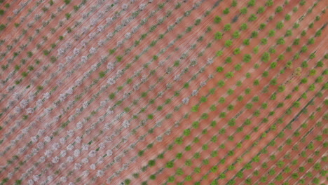 Row of trees apple orchard Spain top shot aerial view spring blooming Aragon