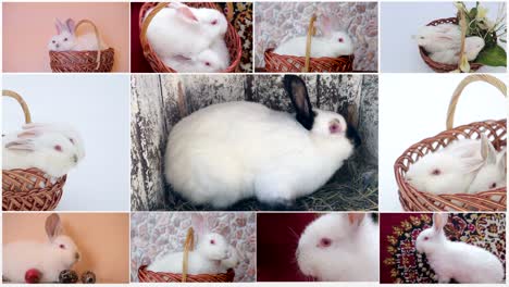 large collection of rabbit pet and exotic in different position isolated on white background