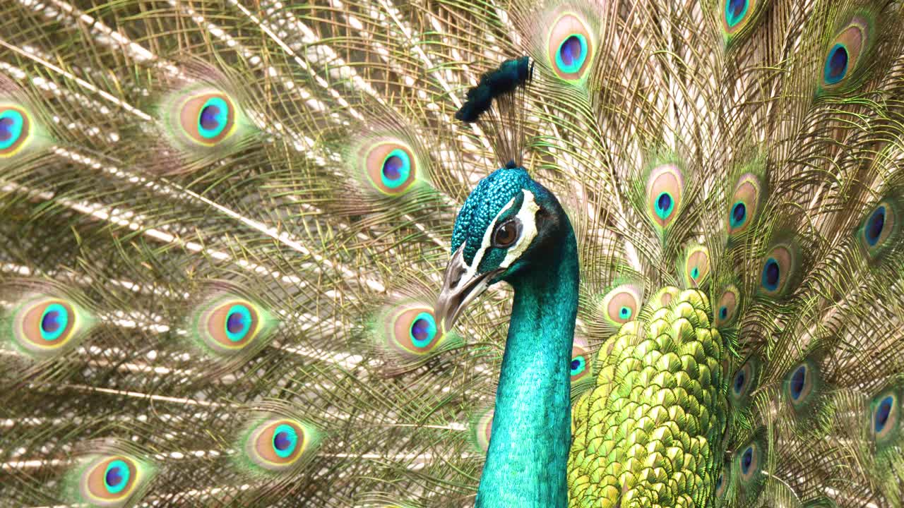 Close-up de um pavão macho abanando sua plumagem vibrante durante uma exibição de cortejo