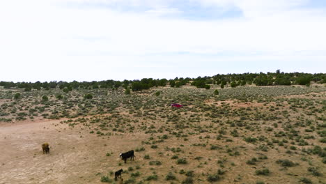 Vista-De-Un-Solo-Jeep-Wrangler-Rojo-Pasando-Junto-A-Un-Grupo-De-Ganado-Pastando-En-El-Campo-En-Un-Día-Soleado-Yendo-A-Bolsillo-Blanco-En-Utah,-Ee.uu.