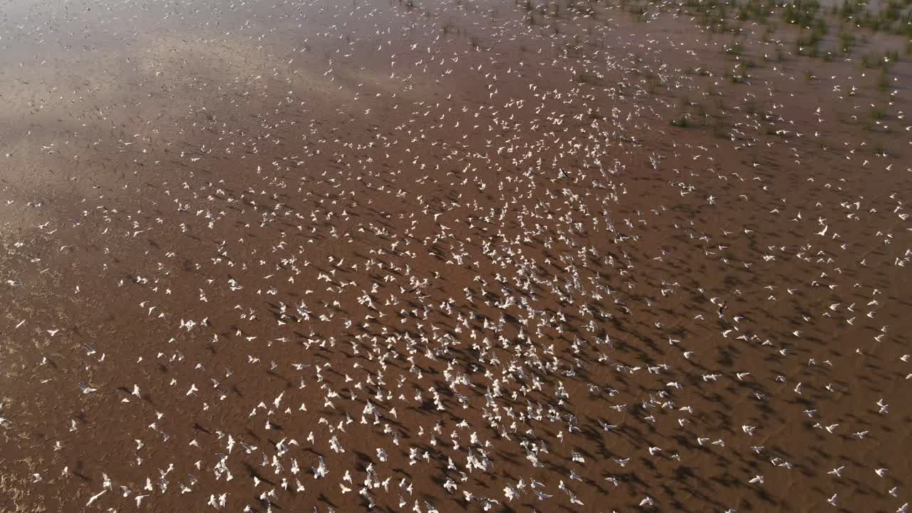 4K Aerial view showing hundred white birds flying over sand in nature