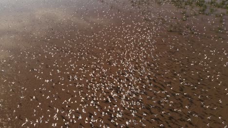 4k aerial view showing hundred white birds flying over sand in nature