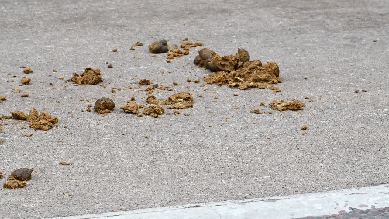 말은 그것을 참을 수 없다, 여왕의 장례식을 위해 탈 때도, 런던, 영국