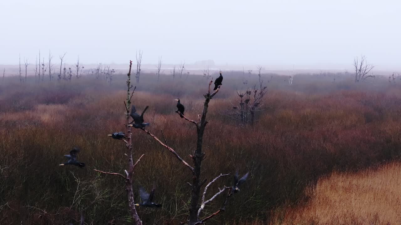 Black cormorants soar through misty wetlands one leaving behind an airborne mark