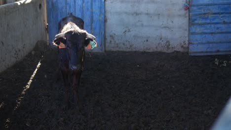 una vaca mirando enojada a la cámara