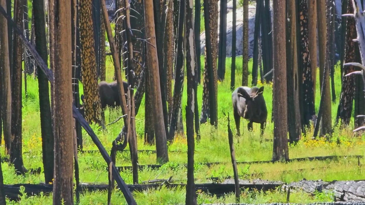 Moose walking and feeding among charred trees after a wildfire, surrounded by fresh green vegetation and fallen logs in a natural wildlife scene within a recovering forest habitat.
