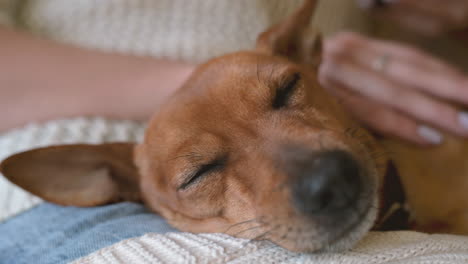 close up view of a sleeping brown dog on its owner's lap