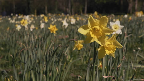 beautiful yellow and white daffodil in green grass, spring floral background - close up, selective focus