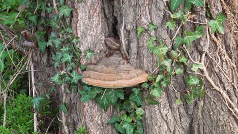 4K-Künstlerhalterung,-Ganoderma-Applanatum-Pilz