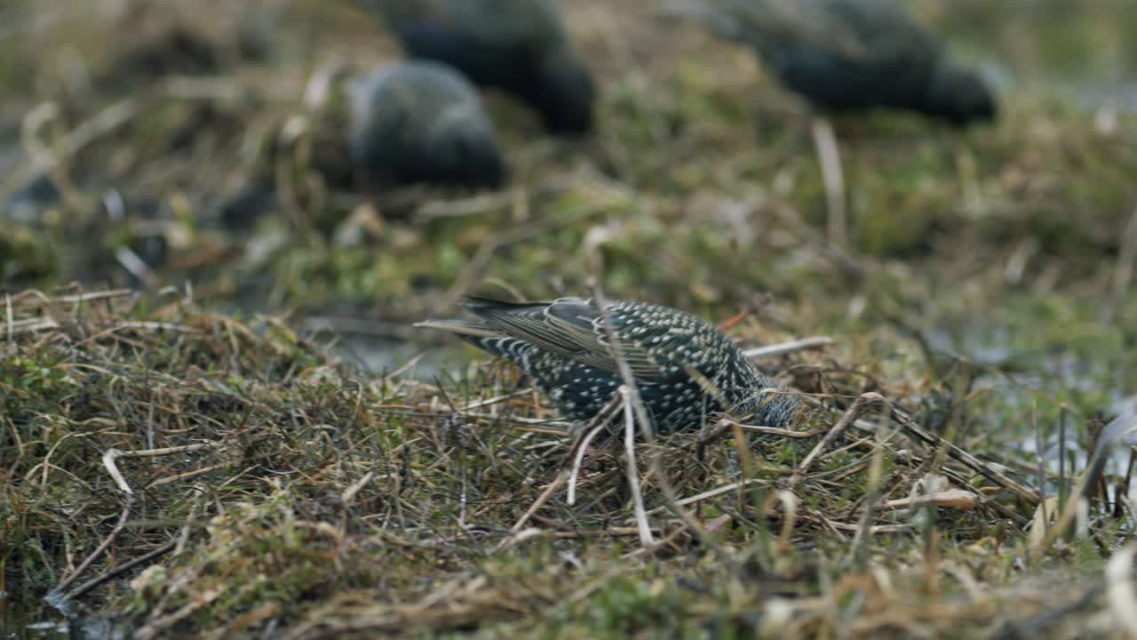 Storno comune in cerca di cibo nell'erba e che fa il bagno in una pozzanghera d'acqua