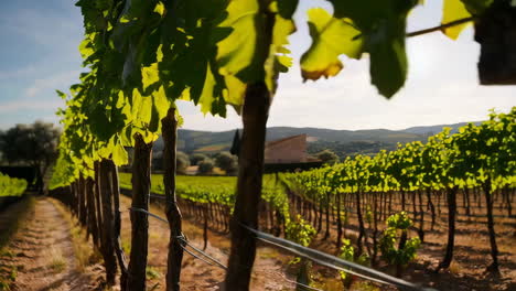 vineyard landscape in tuscany
