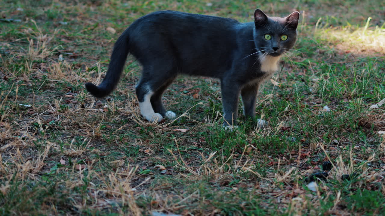A black cat with striking green eyes and white paws, standing alert in a park