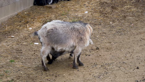 A-kid-or-baby-goat-nurses-on-mother's-milk