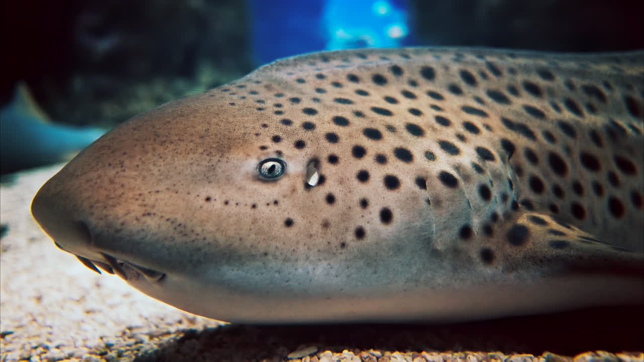 Primo piano di uno squalo zebra nell'acqua