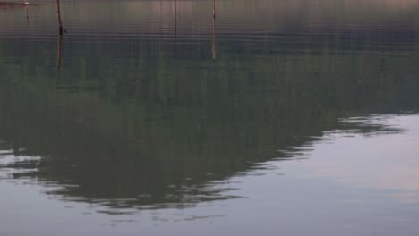 Moving-water-surface-of-a-lake-with-dead-tree-stumps-and-reflection-of-green-mountain,-blue-sky-and-white-cloud