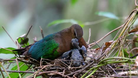 The-Common-Emerald-Dove-is-common-to-Asian-countries-and-it's-famous-for-its-beautiful-emerald-coloured-feathers