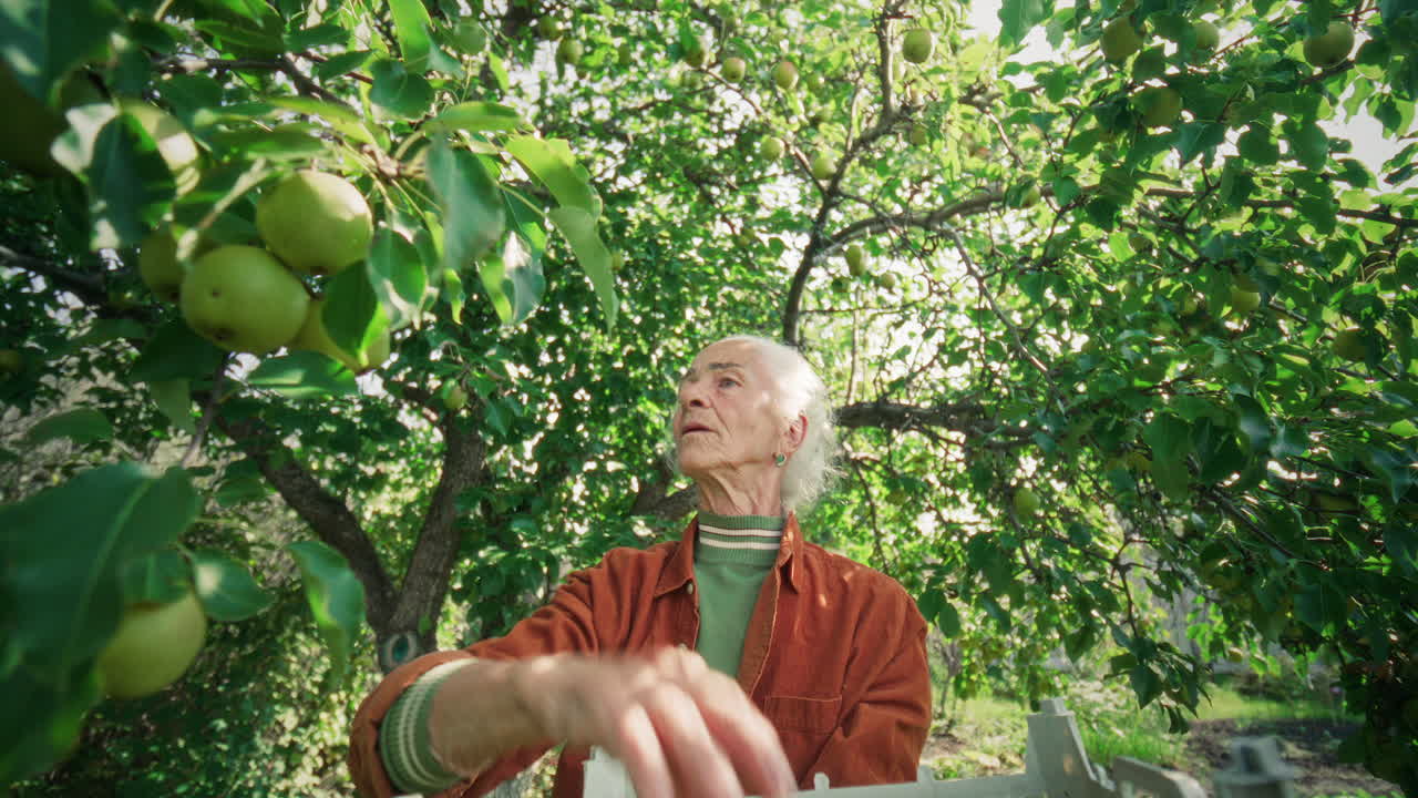 Elderly Female Farmer Picking Ripe Apples from Tree in Lush Orchard