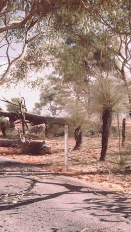 a dirt road in the australian outback, with trees and grass on either side.