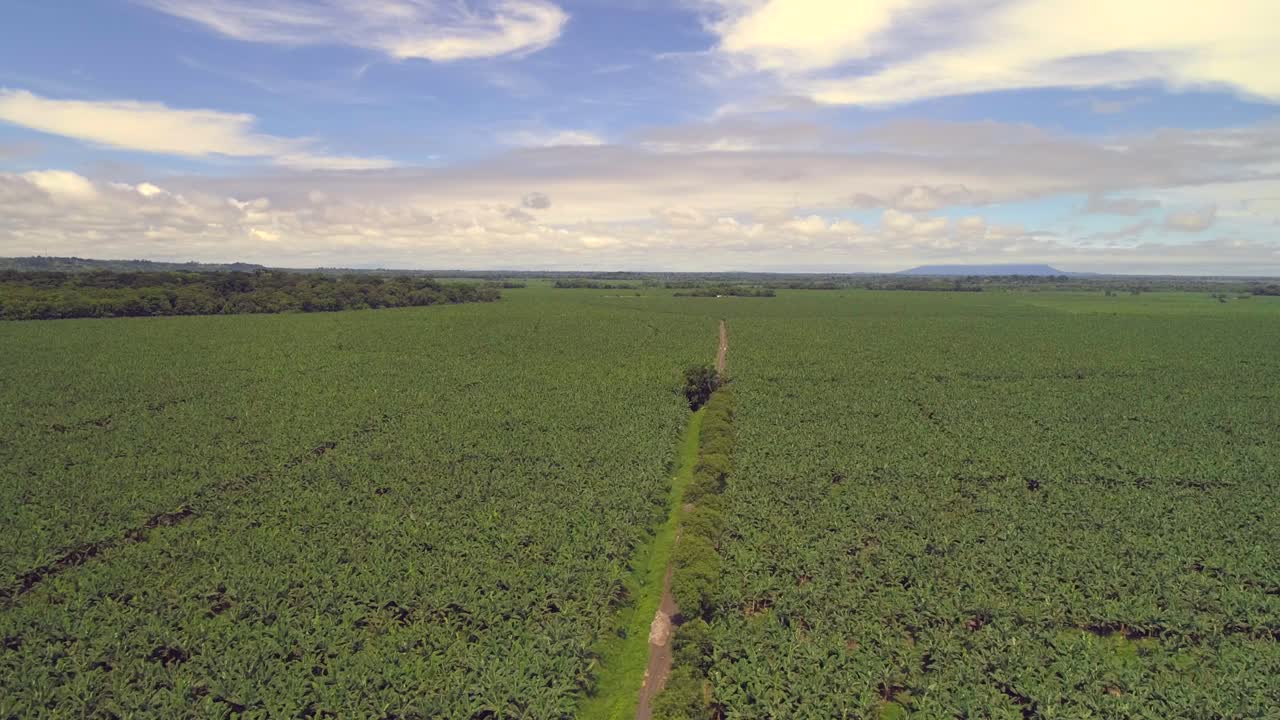 hermoso día en una plantación verde. vista de dron