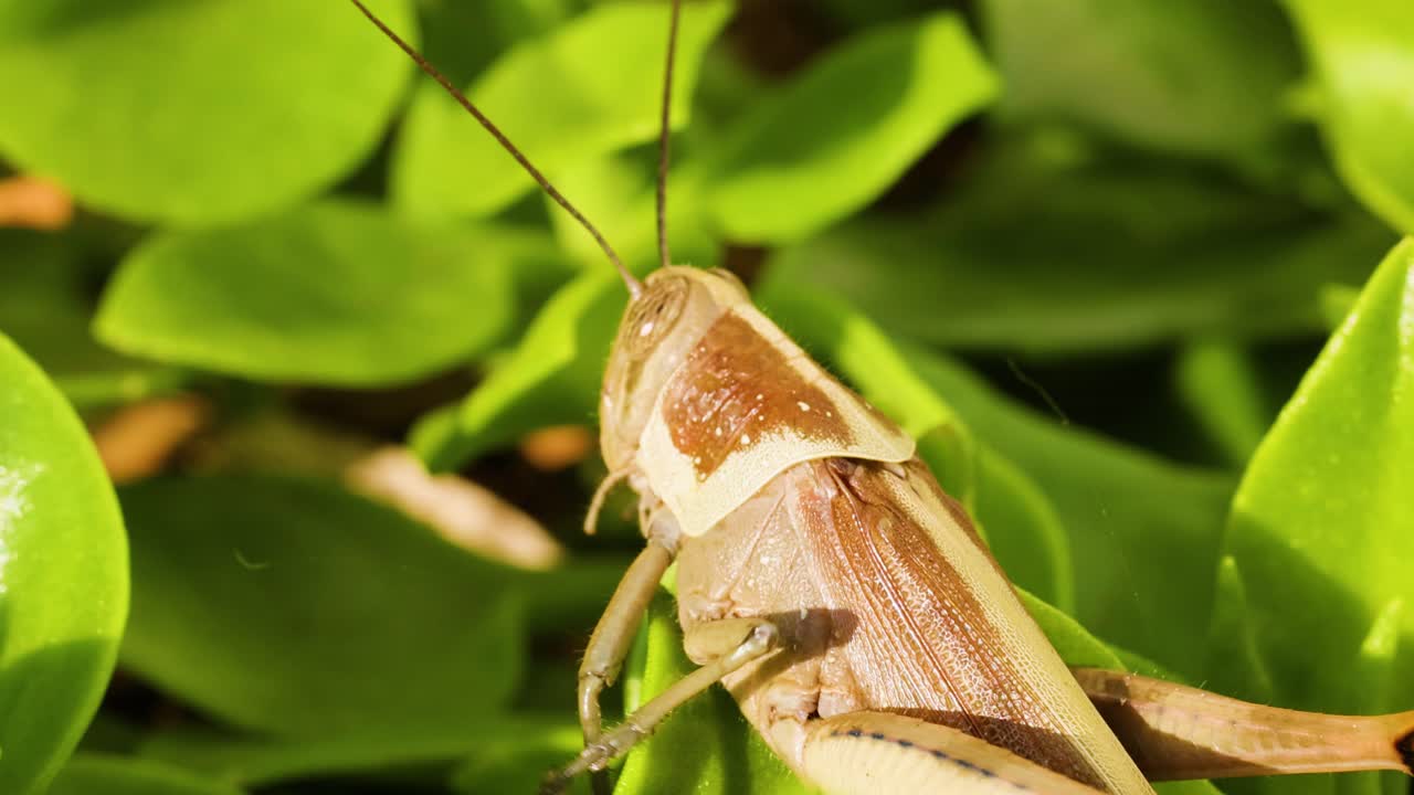 Saltamontes moviéndose a través de follaje verde vibrante