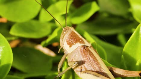 grasshopper moving through vibrant green foliage