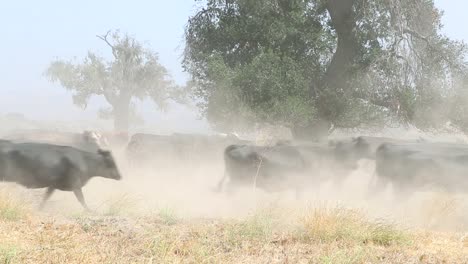 Schwarze-Angus-Rinder-Rasen-An-Der-Kamera-Vorbei-Und-Bewegen-Sich-Filmisch