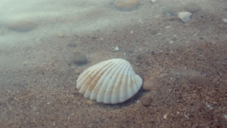 a seashell on a sandy bottom