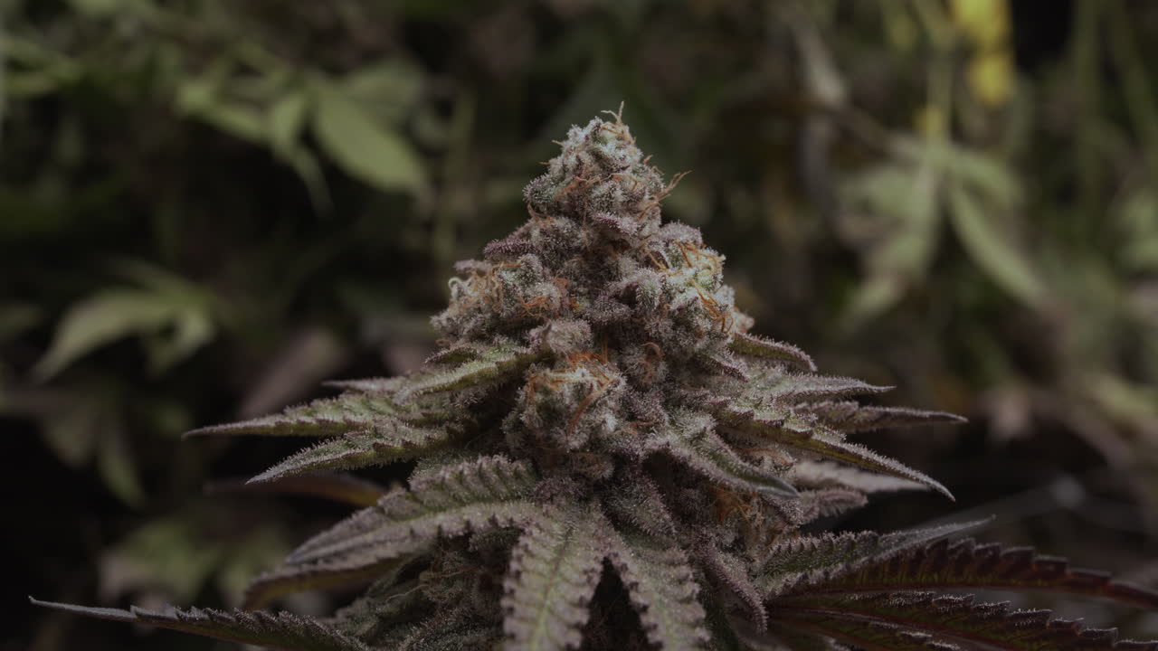 A sharp, detailed close-up of a cannabis bud ready to cut, showing trichomes in high quality. Perfect for drying and smoking, this footage highlights the mature, resin-rich flower in stunning detail.