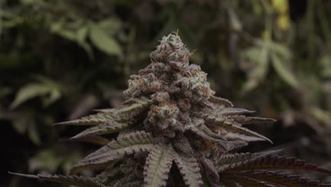 a sharp, detailed close-up of a cannabis bud ready to cut, showing trichomes in high quality. perfect for drying and smoking, this footage highlights the mature, resin-rich flower in stunning detail.