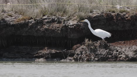 Kotuku---White-Heron-Waiting-For-Prey-In-The-Water-In-Okarito-Lagoon,-New-Zealand