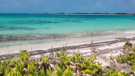 Escena-Natural-De-Playa-Prístina,-Plantas-Tropicales-A-Lo-Largo-De-La-Costa,-Fondo-Del-Mar-Caribe