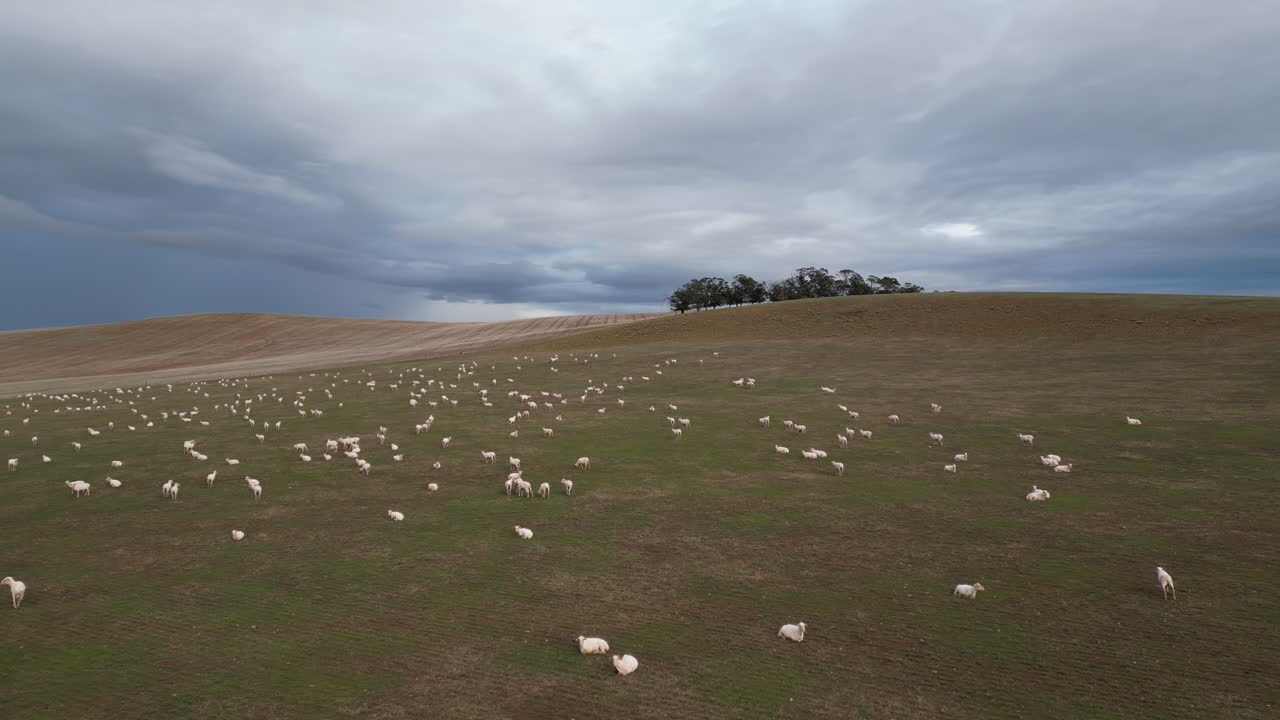 Flock of sheep in a large field