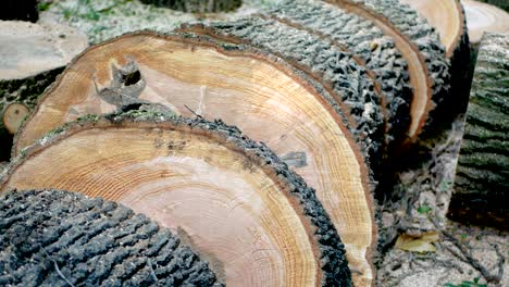 tree sawed into pieces