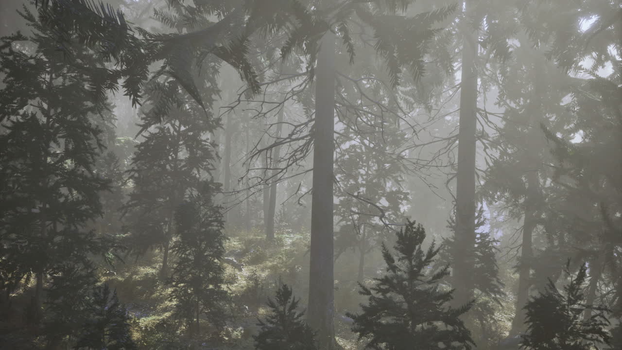 Misty forest landscape bathed in soft morning light reveals natures serenity