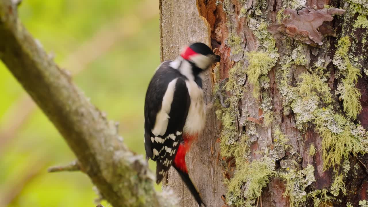 gran pájaro carpintero manchado en un árbol en busca de comida. gran carpintero manchado (dendrocopos major) es un carpintero de tamaño mediano con plumaje negro y blanco y una mancha roja en la parte inferior del vientre