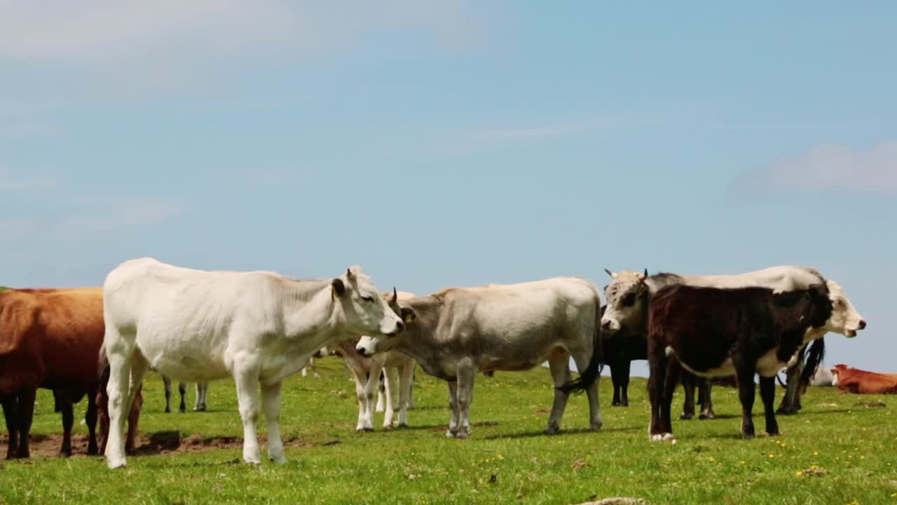Close up of a group of cows on pasture on a summer day