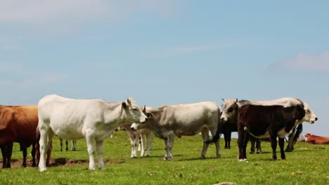 close up of a group of cows on pasture on a summer day