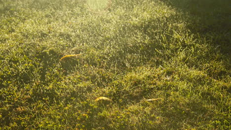 Grünes-Gras-Mit-Tau-In-Der-Morgensonne