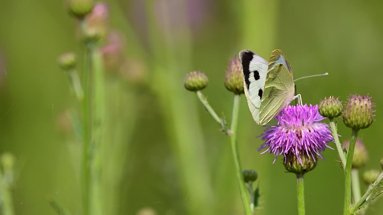 Composizione equilibrata che evidenzia il movimento della farfalla nel suo habitat.