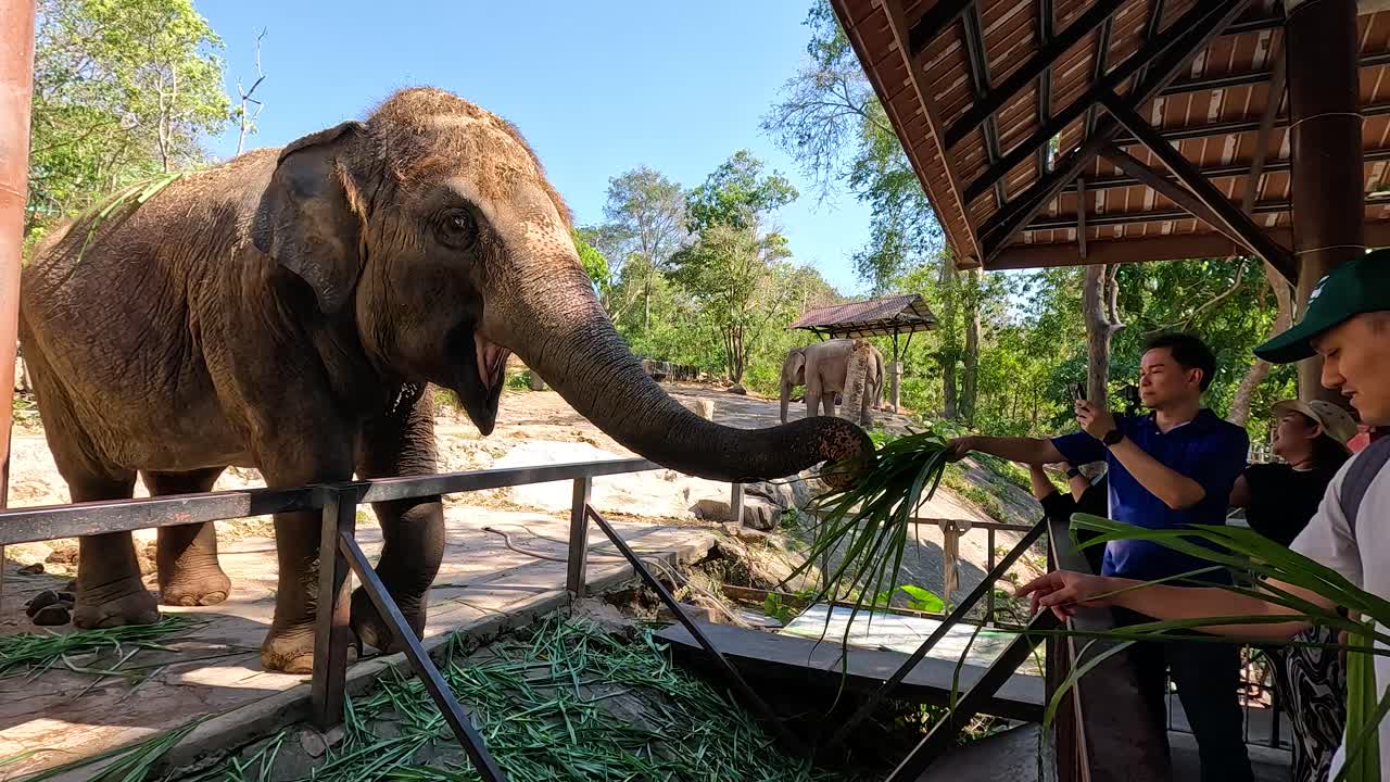 동물원 에서 코끼리 에게 먹이 를 주는 방문자 들