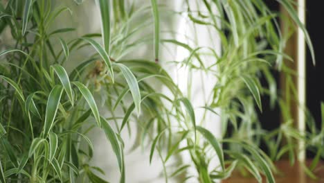 close up of spider plant leaves